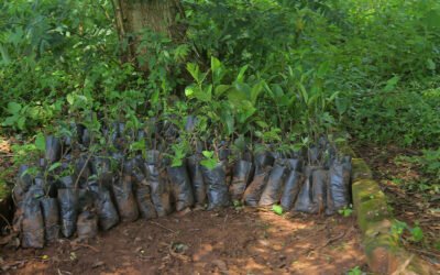 Environmental Restoration & Climate Resilience.