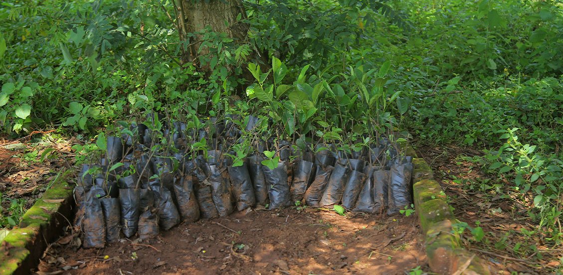 Environmental Restoration & Climate Resilience.